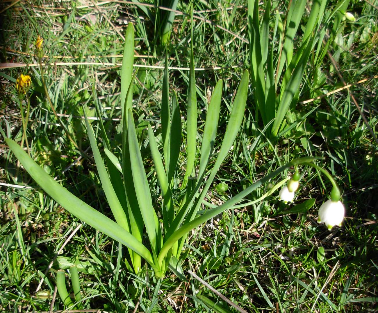 Leucojum aestivum L. subsp. pulchellum (Salisb.) Briq.